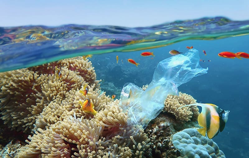 Responsible Diving, Leave Nothing Behind