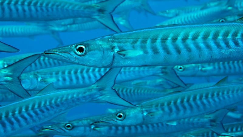Barracuda Sail Rock