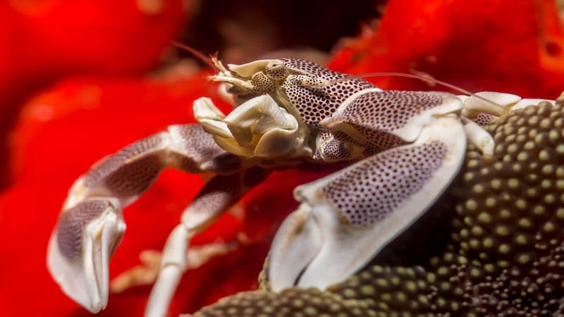 Picture of a Crab during the Underwater Photography Course on Koh Tao.