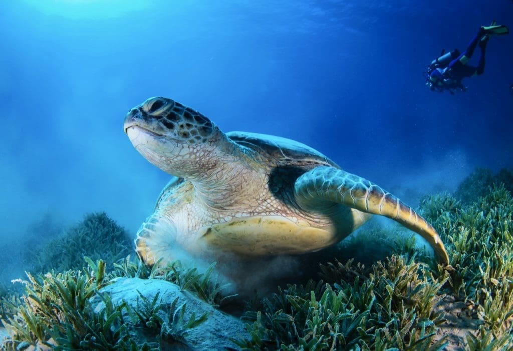 Before diving with green sea turtles, review buoyancy control, maintain calm body positioning, and avoid touching or chasing them. Responsible preparation ensures a safe and ethical marine encounter