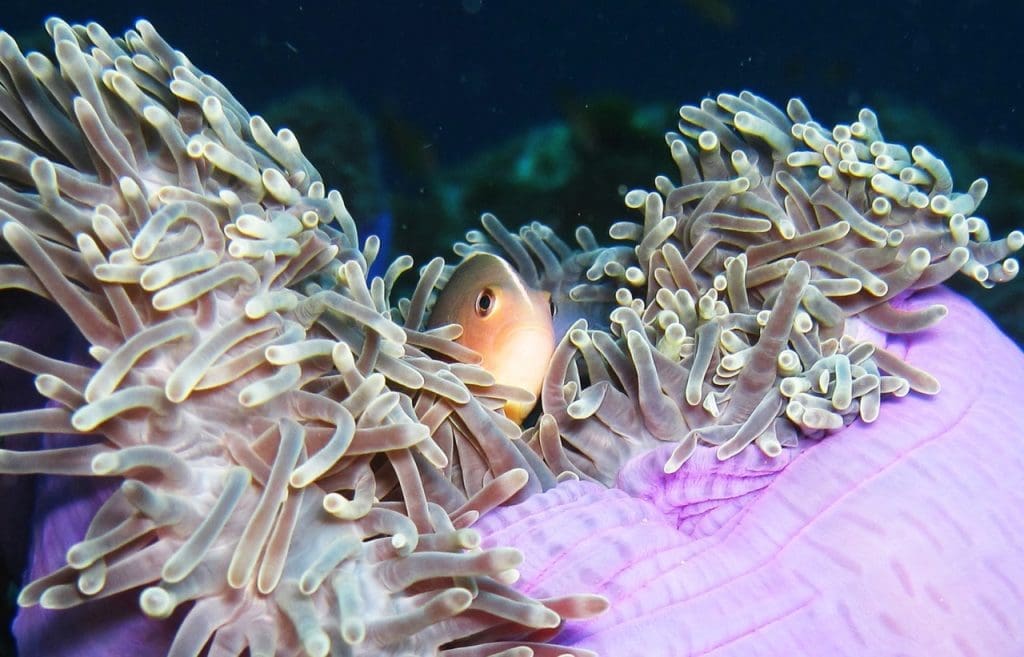 Red Rock - offers a mix of shallow reefs, deeper pinnacles, and a fun drift dive experience for all levels
