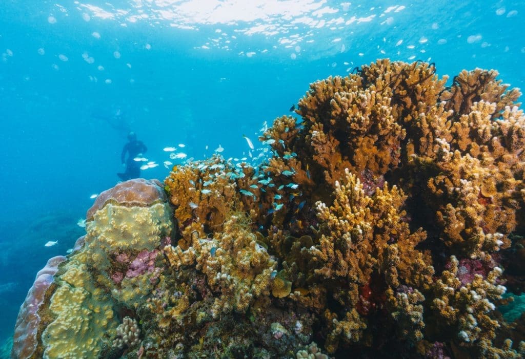 Hin Pee Wee - combines rocky pinnacles, vibrant corals, and schooling fish making it a favorite for fun dives and underwater photography