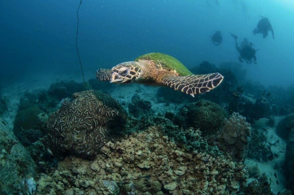 Green Rock - thrilling dive site with swim-throughs, caves, and pinnacles 