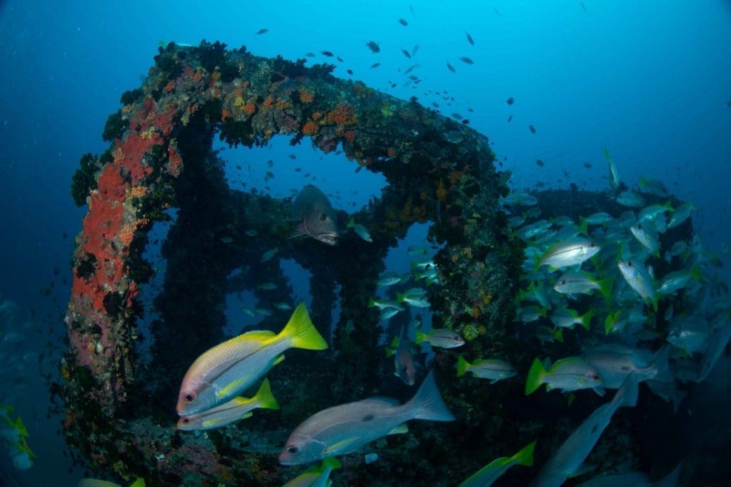 Junkyard Reef - Artificial reef structures with schooling Fusilier at Junkyard Reef Koh Tao
