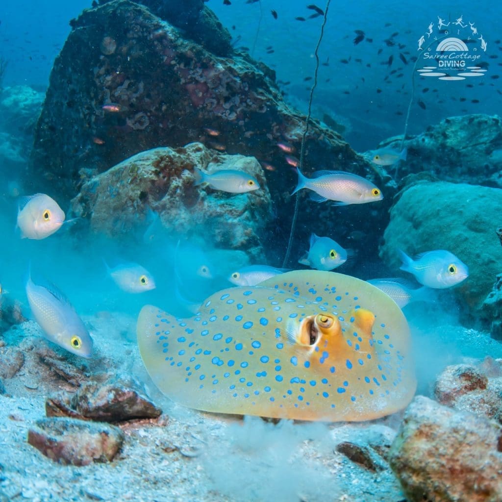 Blue spotted stingray captured by Peachsnaps 