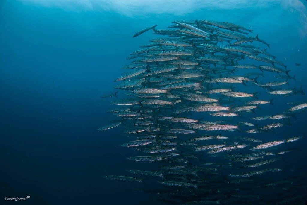 Samran Pinnacles – thrilling currents, large schools of barracuda, and encounters with trevally and other big fish captured by Peachsnaps