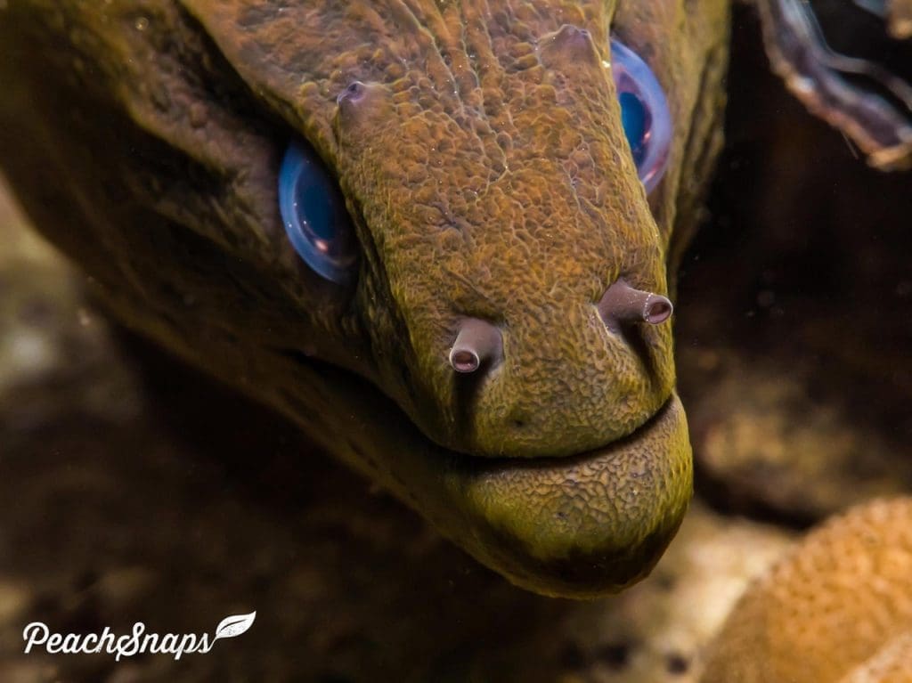 Pottery Pinnacle – a hidden gem for underwater explorers looking for tranquility and rich marine ecosystems captured by Peachsnaps