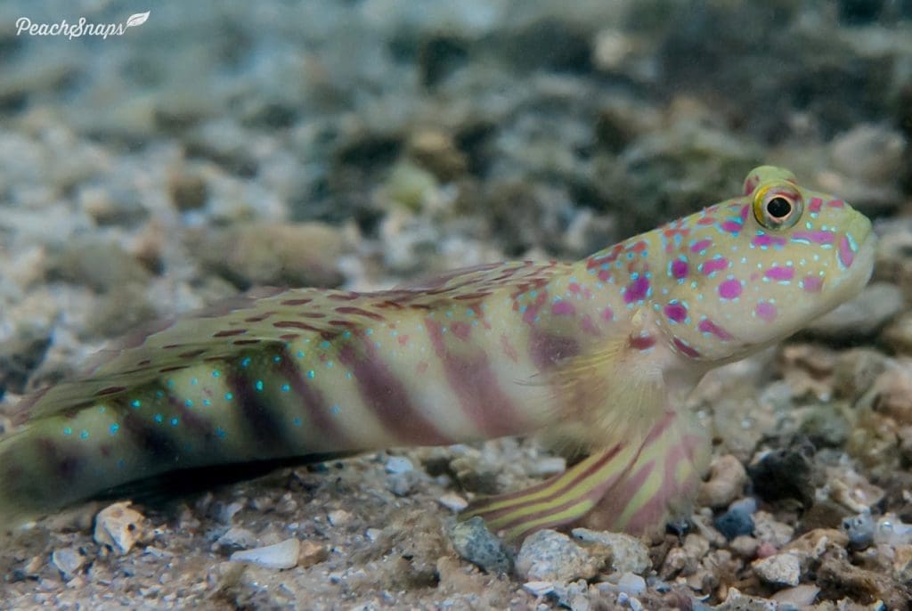 Aow Mao Bay – sheltered waters, rich reef life, and excellent visibility for beginners and underwater photographers captured by Peachsnaps