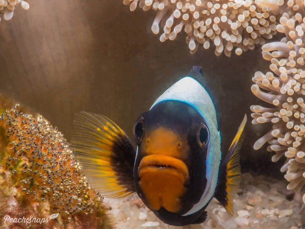 Japanese Gardens - reveals vibrant hard corals, clownfish, butterflyfish, and 
the occasional blue-spotted stingray captured by Peachsnaps