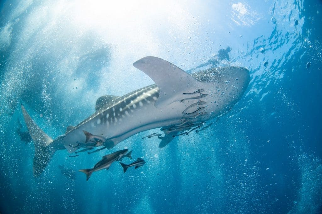 Scuba divers gaze in awe as a whale shark glides overhead, framed by sunlight and bubbles 
captured by Peachsnaps